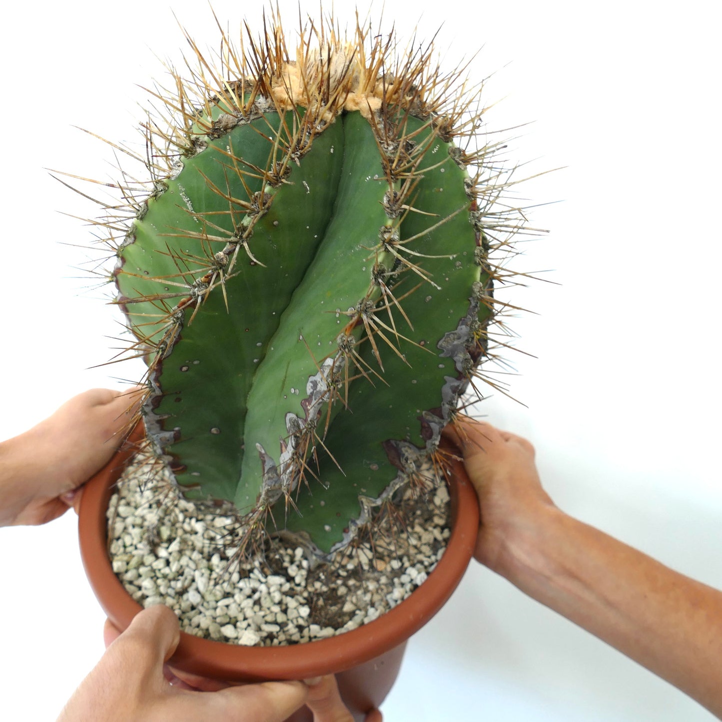 Astrophytum ornatum var. nudum SPIRALIS cacto raro com espinhos em espiral e corpo suculento verde espesso