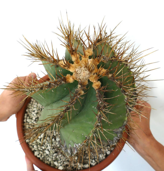 Astrophytum ornatum var. nudum SPIRALIS rare cactus with thick green stem and long spines