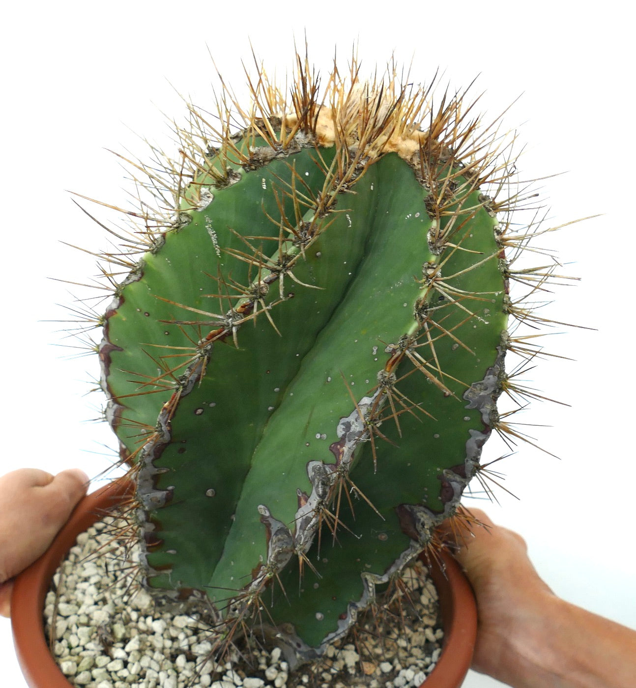 Astrophytum ornatum var. nudum SPIRALIS cacto raro com costelas em espiral e espinhos longos e afiados