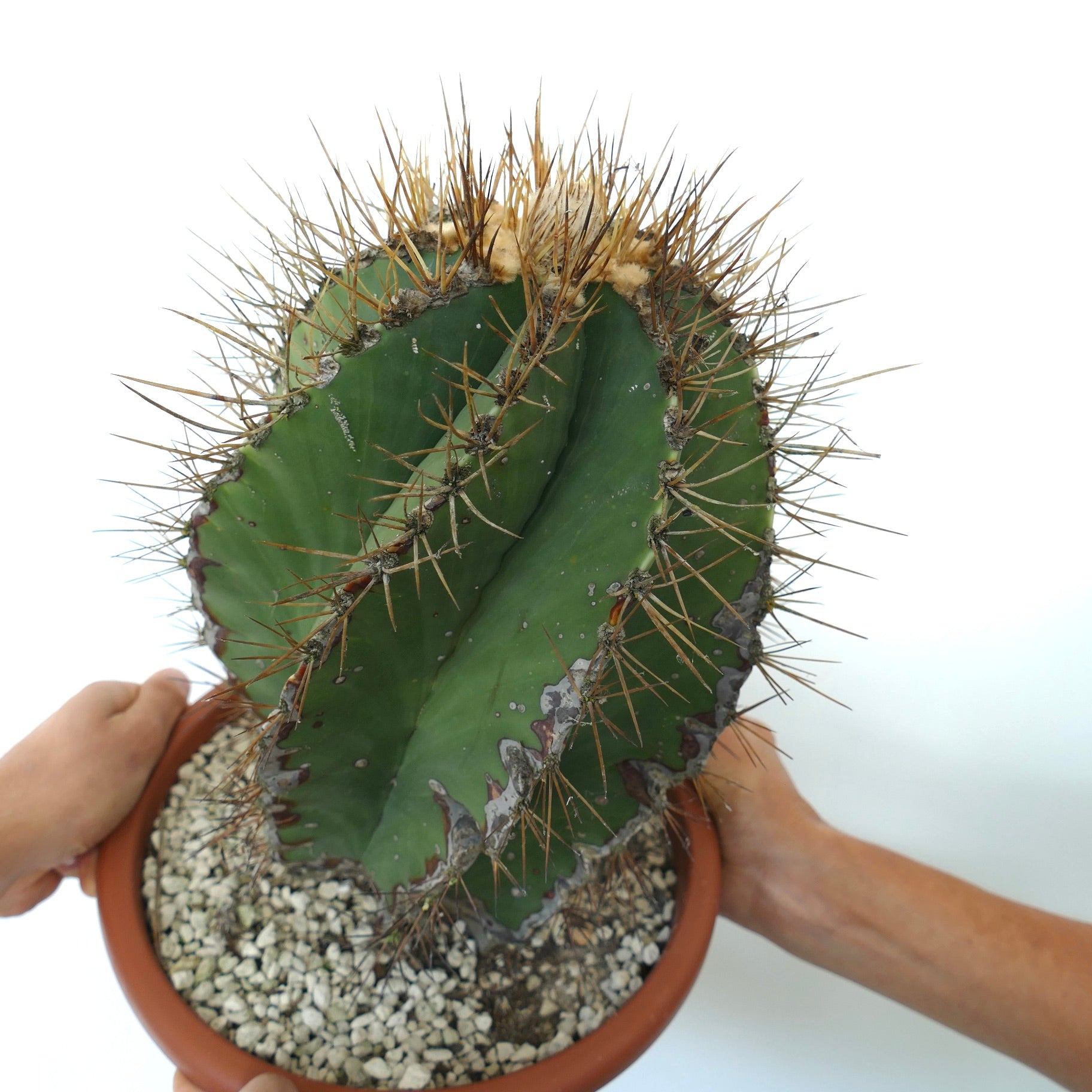 アストロフィツム・オルナトゥム var. ヌドゥム | Botanical Archive