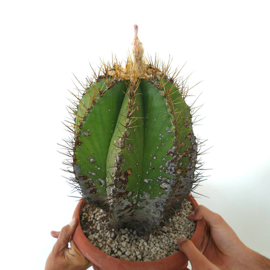 Astrophytum ornatum var. nudum rare cactus with golden spines and textured green body