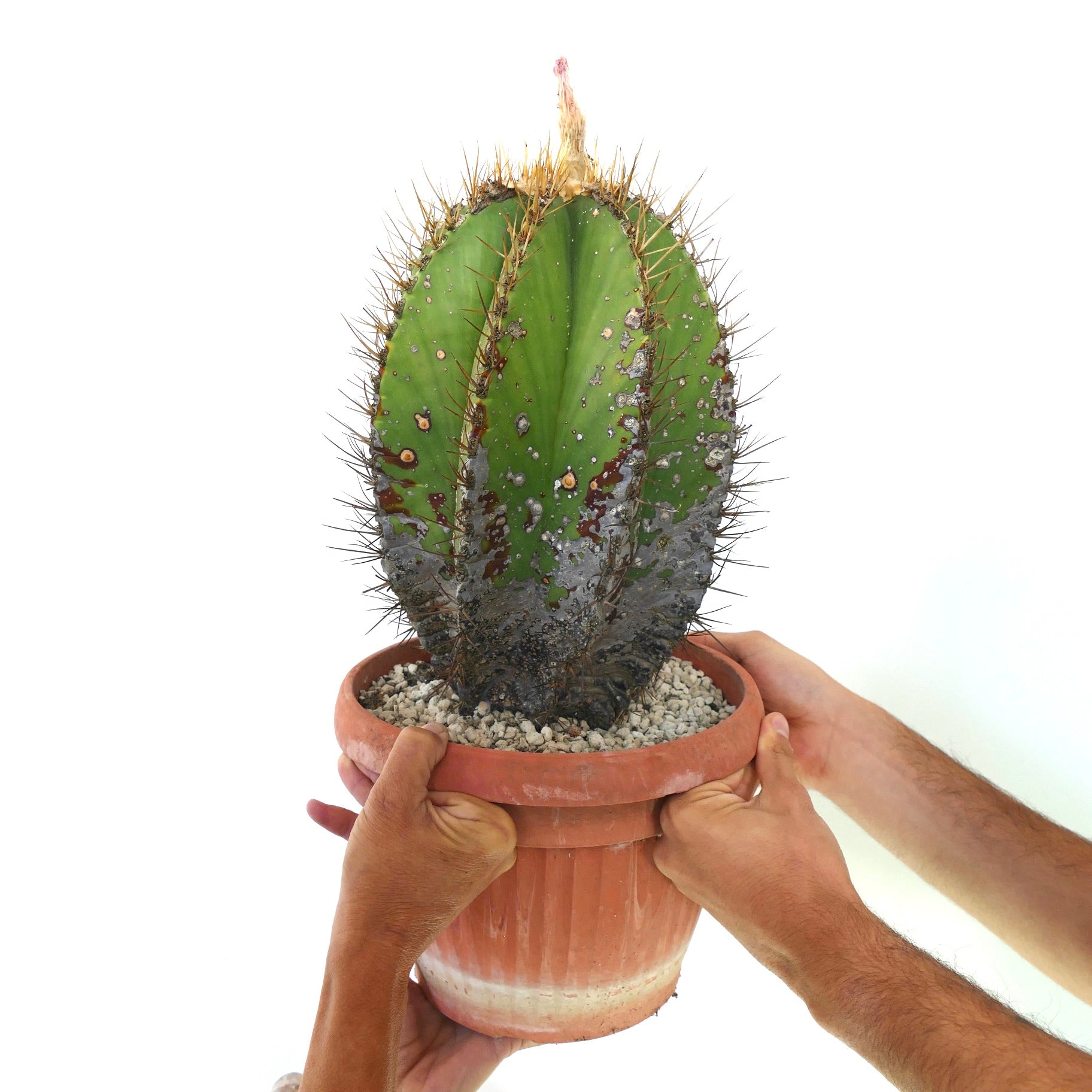 Astrophytum ornatum var. nudum sjelden kaktus med gyldne pigger og teksturert grønn kropp