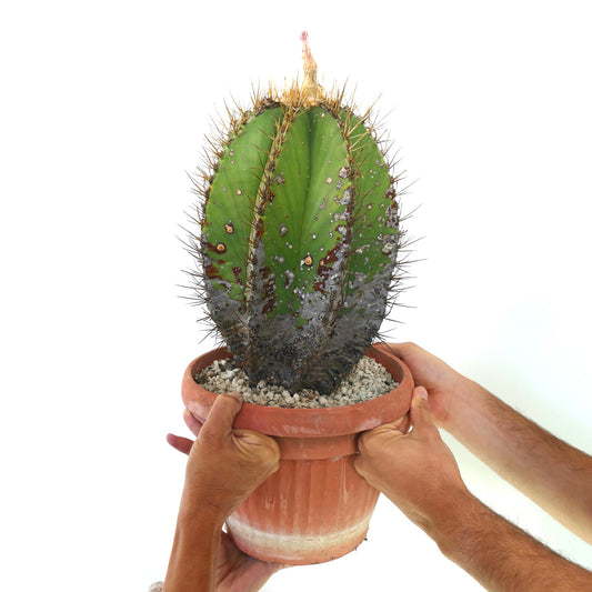Astrophytum ornatum var. nudum rare cactus with golden spines and textured green body