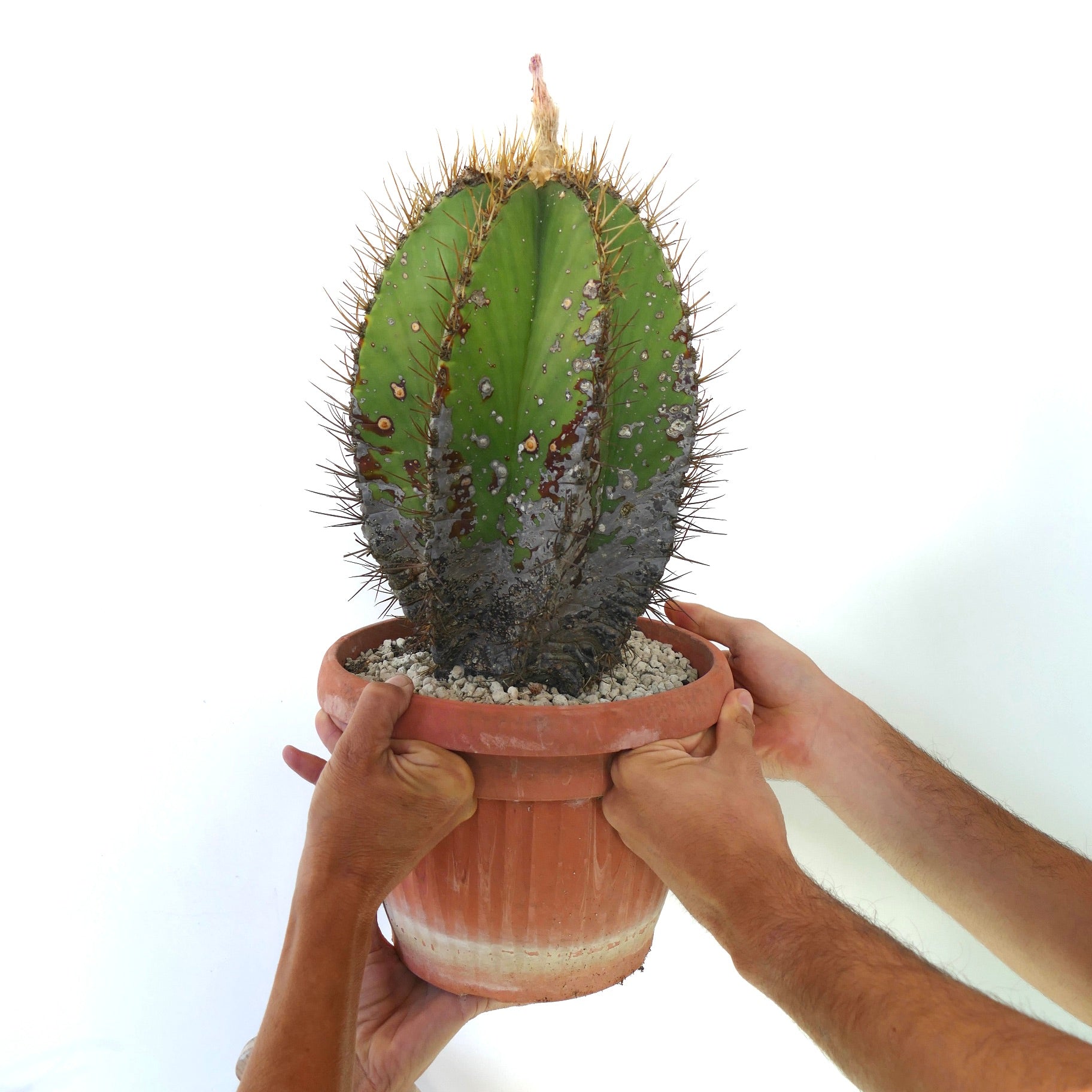 Astrophytum ornatum var. nudum-kaktus med gyldne torner og teksturert grønn kropp