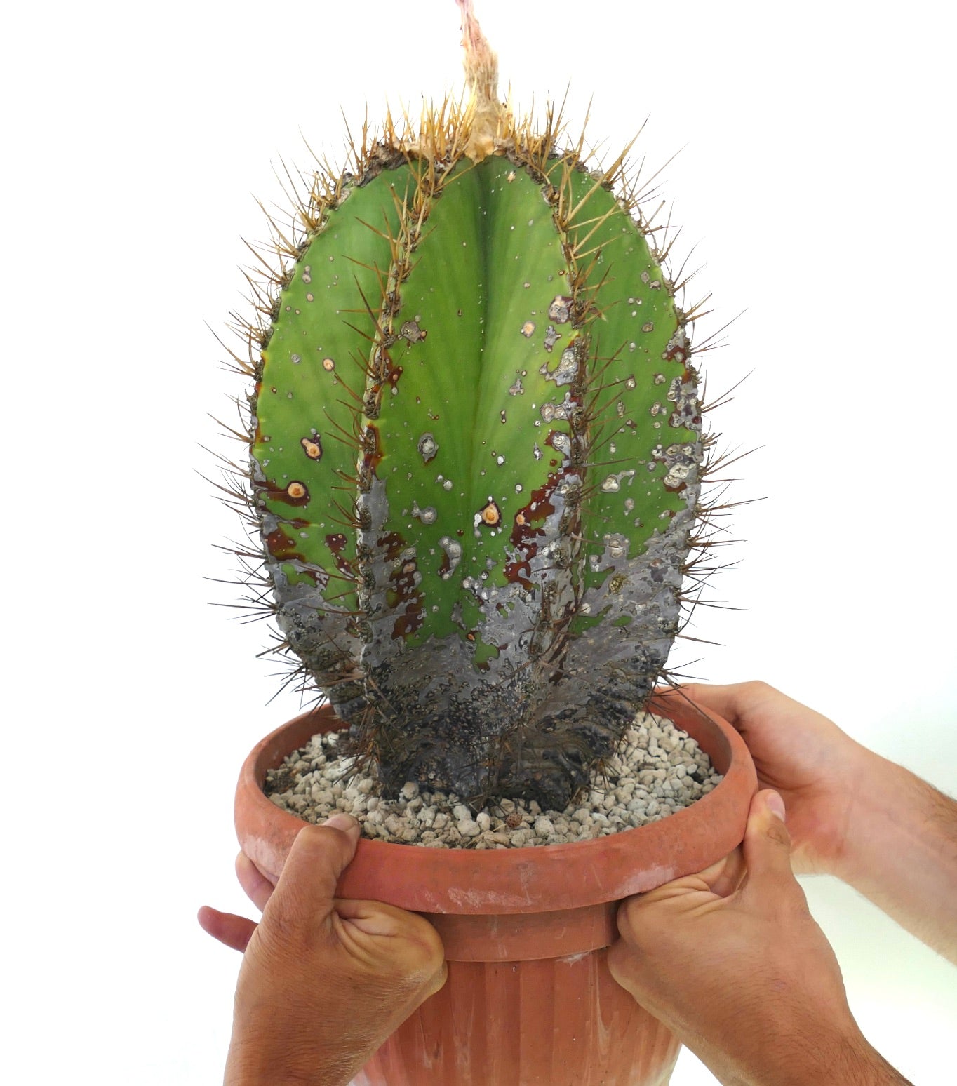 Astrophytum ornatum var. nudum sjelden kaktus med gyldne pigger og teksturert grønn kropp