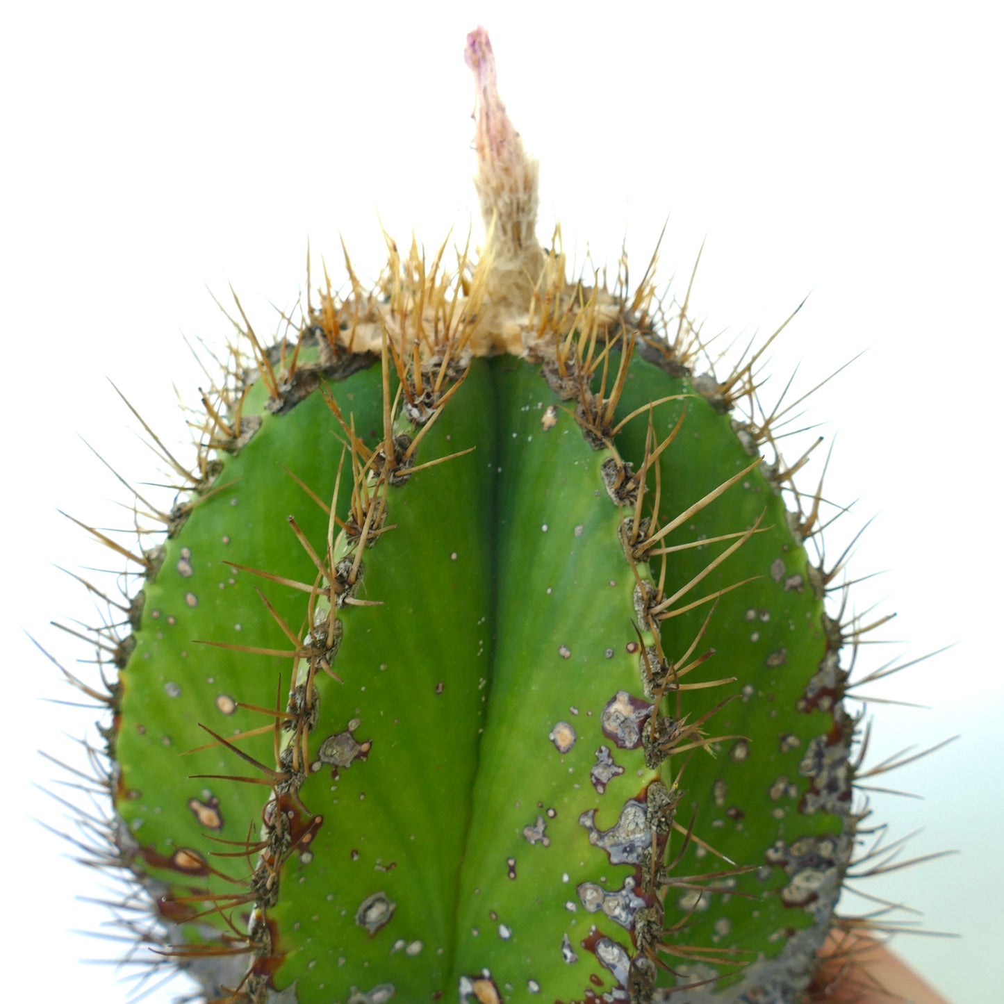 Astrophytum ornatum var. nudum sjelden kaktus med gullfargede torner og teksturert grønn stengel