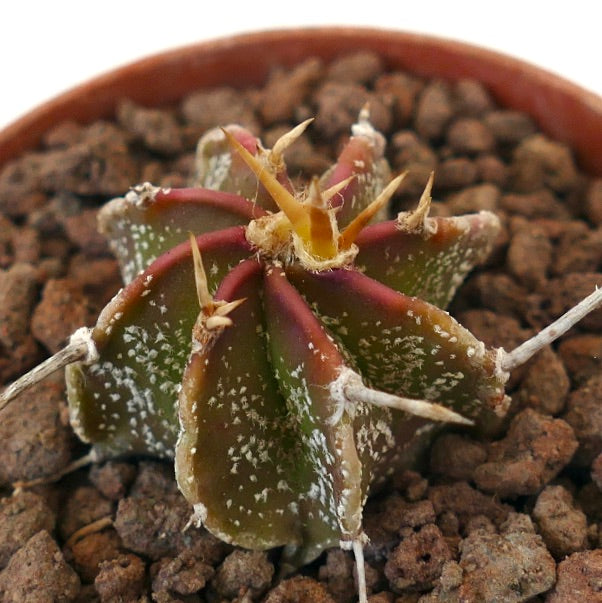 Astrophytum ornatum x capricorne raro cactus succulento con spine rossastre e coste macchiettate di bianco