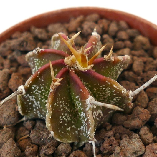 Astrophytum ornatum x capricorne rare succulent cactus with reddish spines and white speckled ribs
