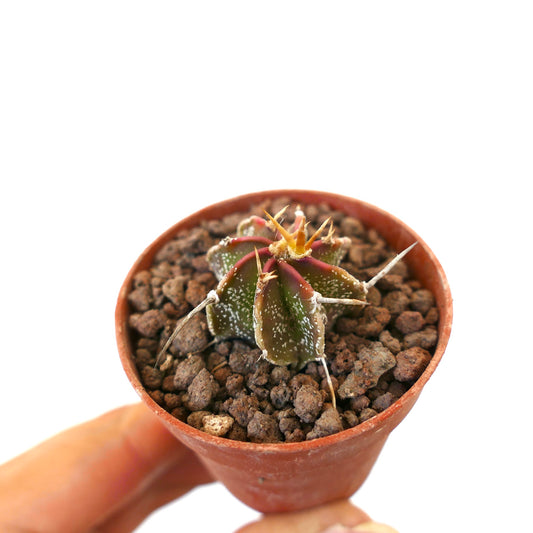Astrophytum ornatum x capricorne small cactus with spines and textured green-red body in pot