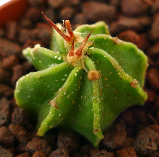 Astrophytum ornatum x capricorne small succulent cactus with green star-shaped body and reddish spines