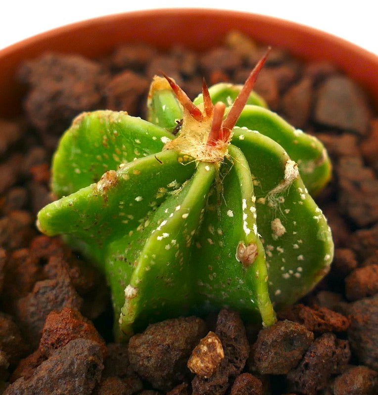 Astrophytum ornatum x capricorne liten sukkulent kaktus med grønn ribbet kropp og rødbrune torner
