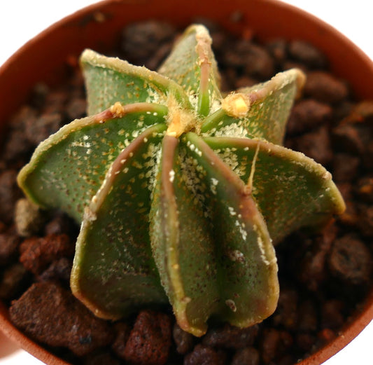 Astrophytum ornatum x capricorne small hybrid cactus with textured green ribs and yellowish spines