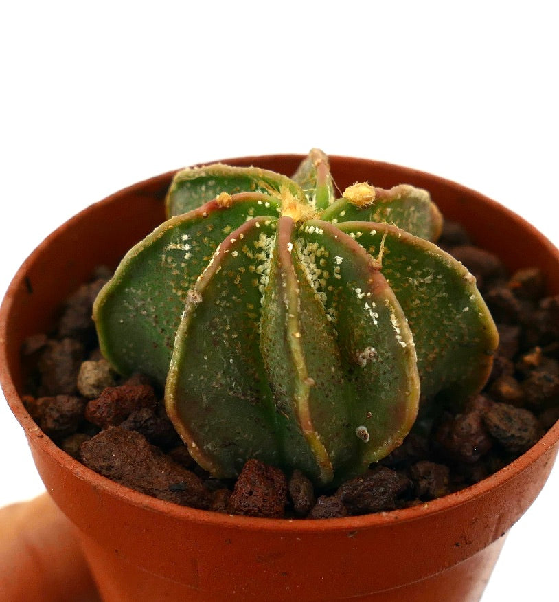 Astrophytum ornatum x capricorne piccolo cactus succulento con corpo verde costoluto e areole gialle