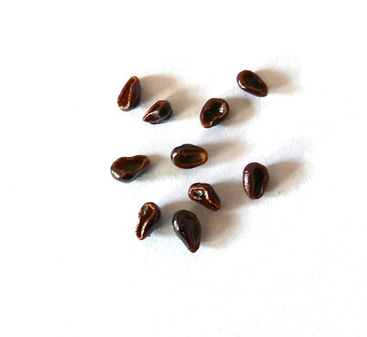 Astrophytum senile (Viesca) SEEDS