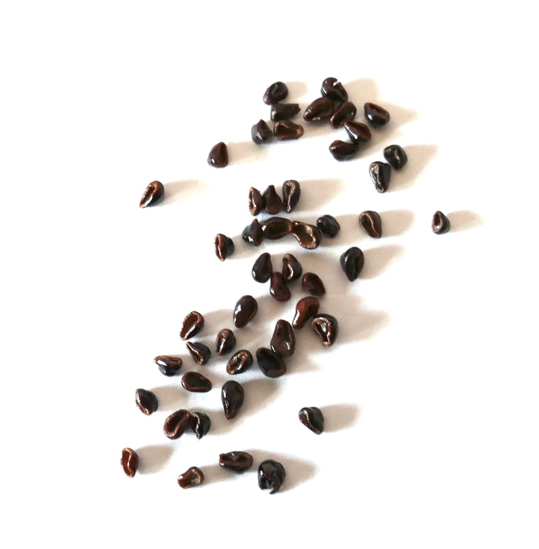 Astrophytum senile (Viesca) SEEDS