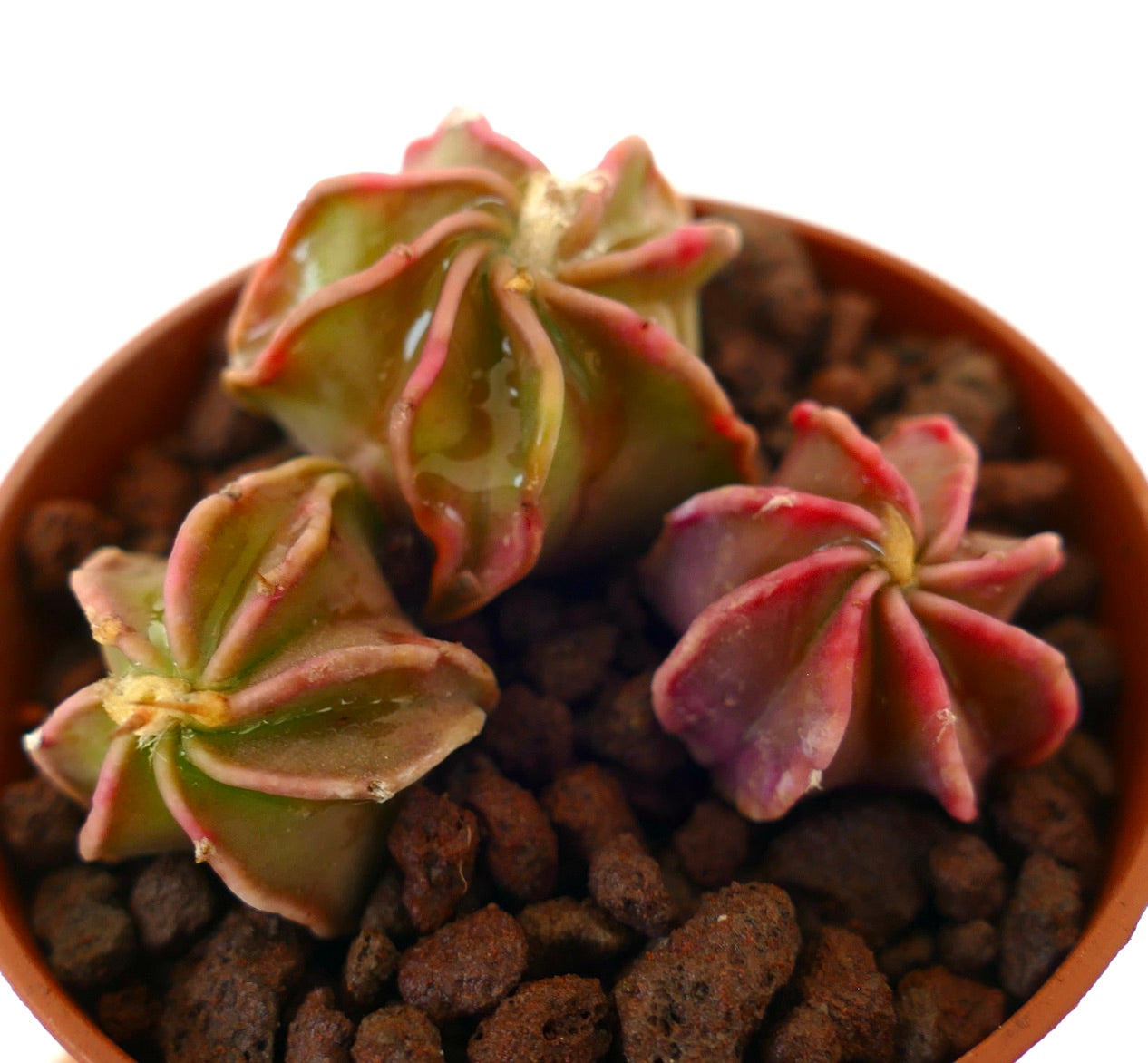 Astrophytum thayo cactus succulento con corpi costolati a forma di stella in colori variabili