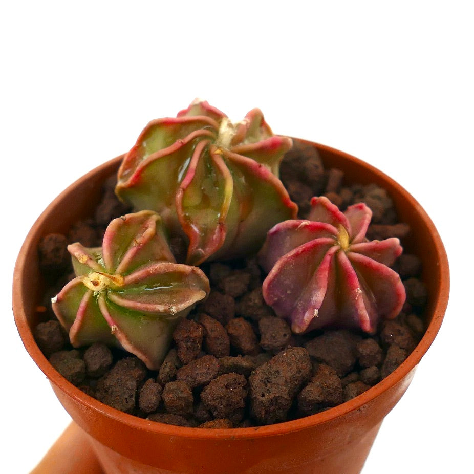 Astrophytum thayo piccolo cactus succulento con creste a forma di stella e sfumature rosate