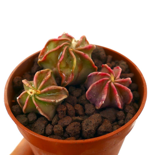 Astrophytum thayo small succulent cactus with star-shaped ridges and pinkish hues