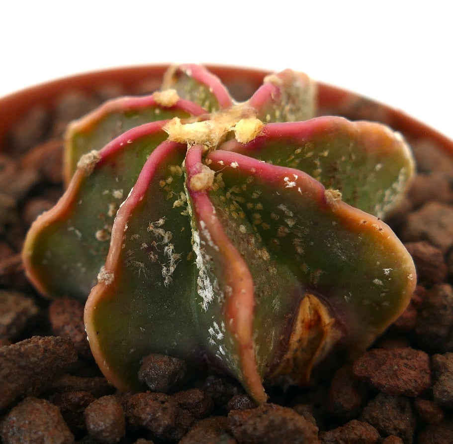 Astrophytum thayo x myriostigma succulent cactus with red-edged ribs and textured surface