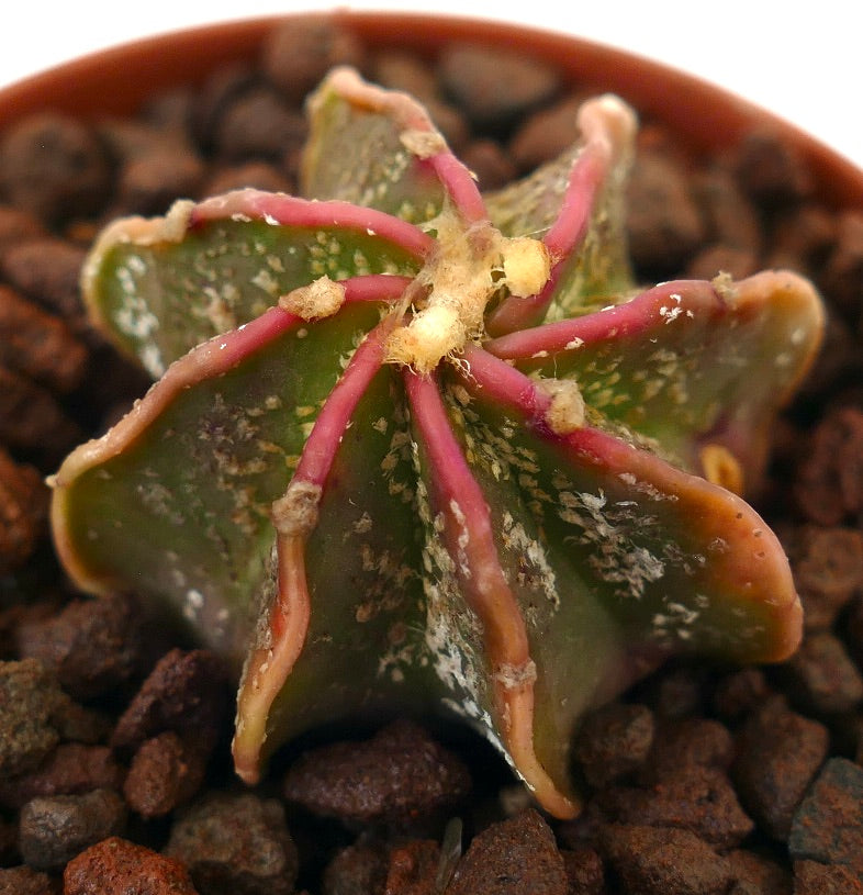 Astrophytum thayo x myriostigma succulent cactus with star-shaped body and red ribs