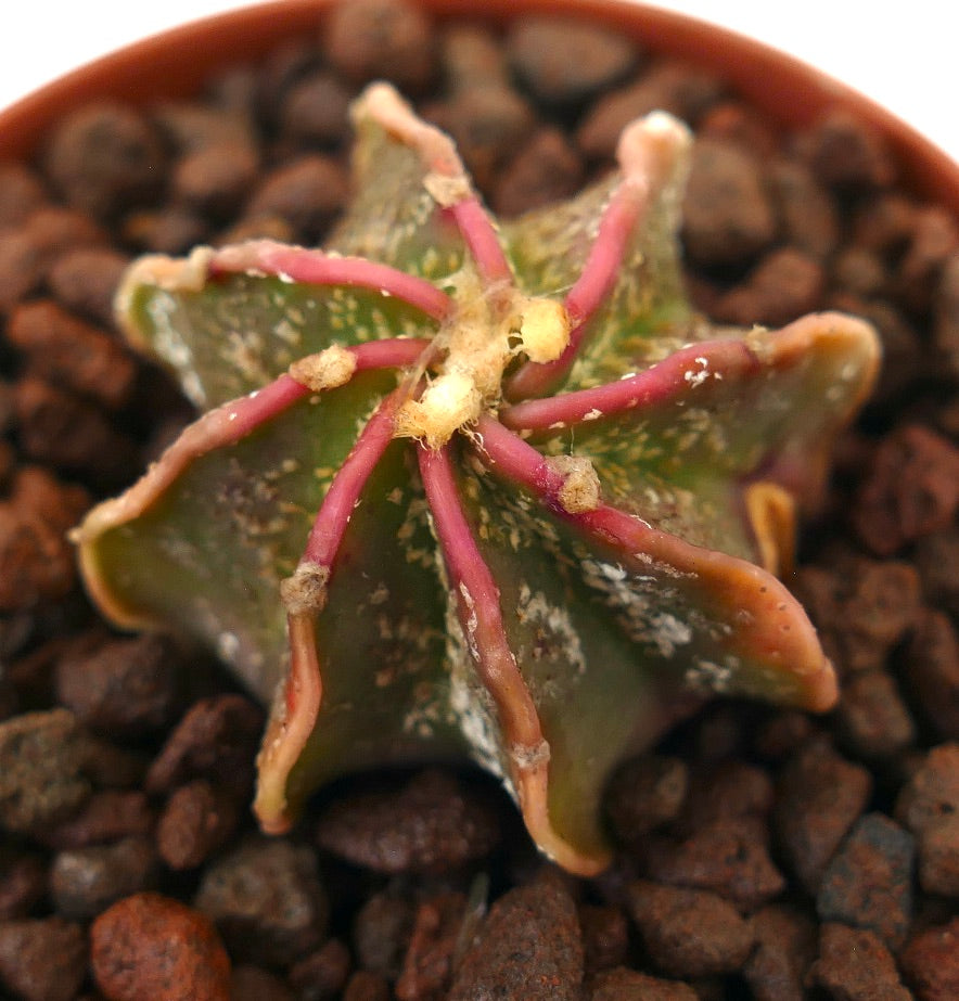 Astrophytum thayo x myriostigma rare cactus with star-shaped body and red ridges succulent