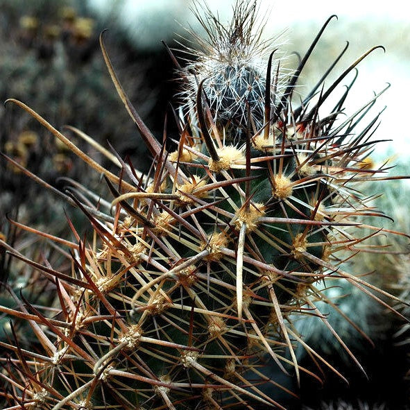 Pianta di cactus Austrocactus patagonicus con spine e frutti