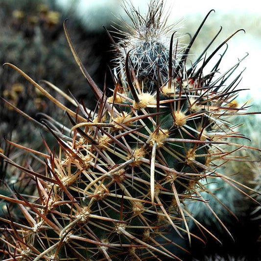 Pianta di cactus Austrocactus patagonicus con spine e frutti