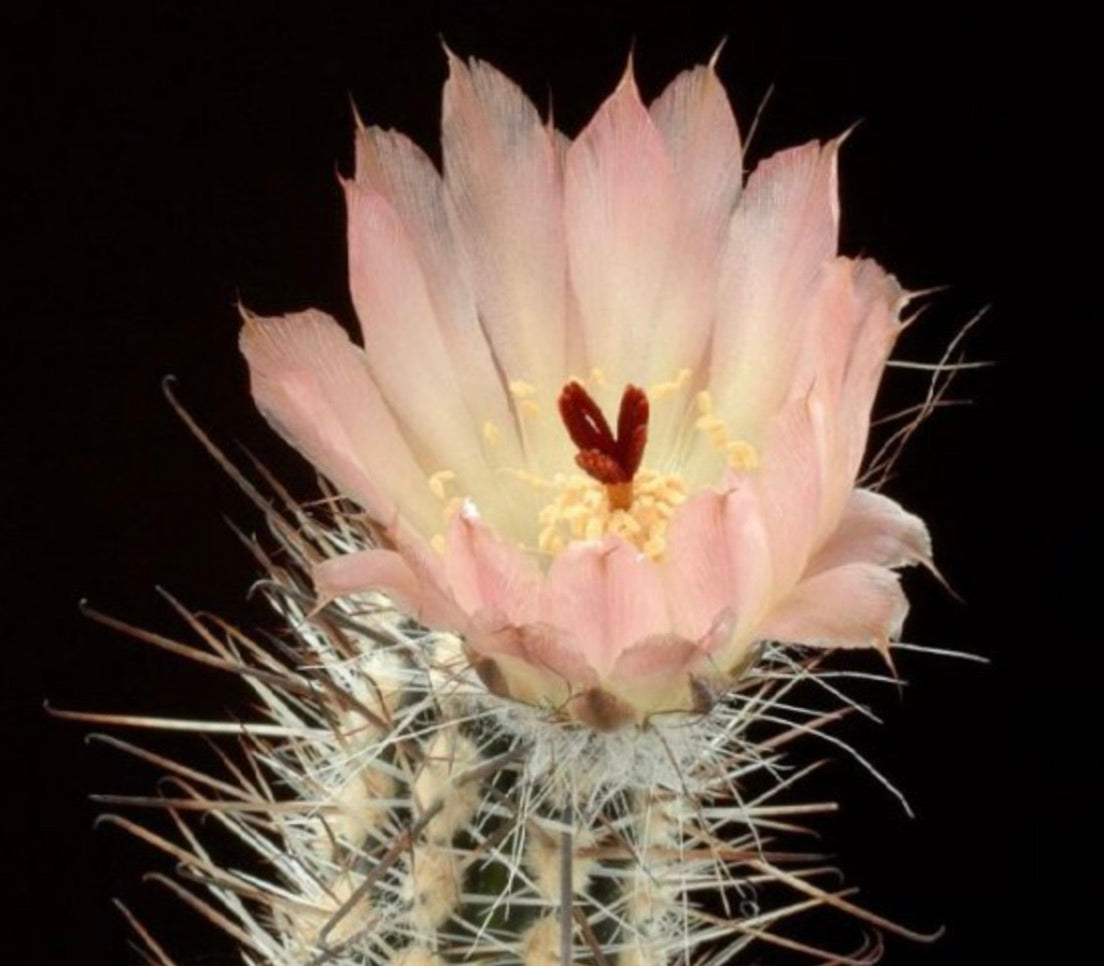 Austrocactus duseni SEEDS