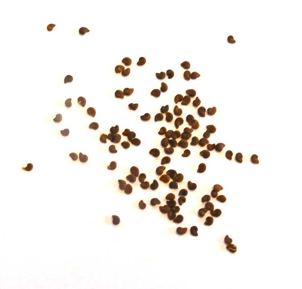 Austrocactus ferrarii kleine bruine cactuszaden voor succulent planten vermeerdering