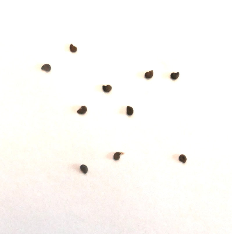 Austrocactus ferrarii kleine donkere cactuszaden op witte achtergrond