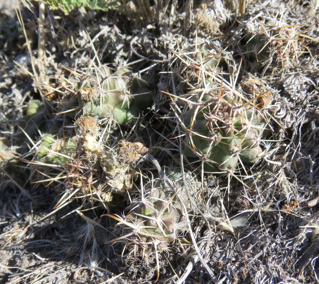 Austrocactus hibernicus piccolo cactus verde con spine lunghe e appuntite in un ambiente a terreno secco