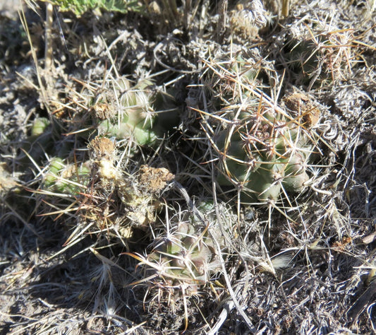 Austrocactus hibernicus piccolo cactus verde con spine lunghe e appuntite in un ambiente a terreno secco