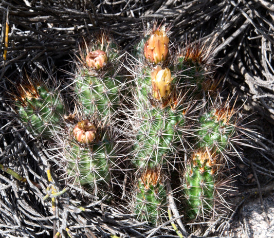 Austrocactus philippii, cactus verde spinoso con boccioli di fiori arancione-gialli in habitat secco