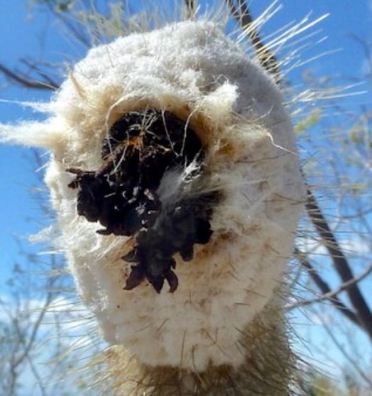 Austrocephalocereus dybowskii rare cactus with dense white wool and dark dried flower remains