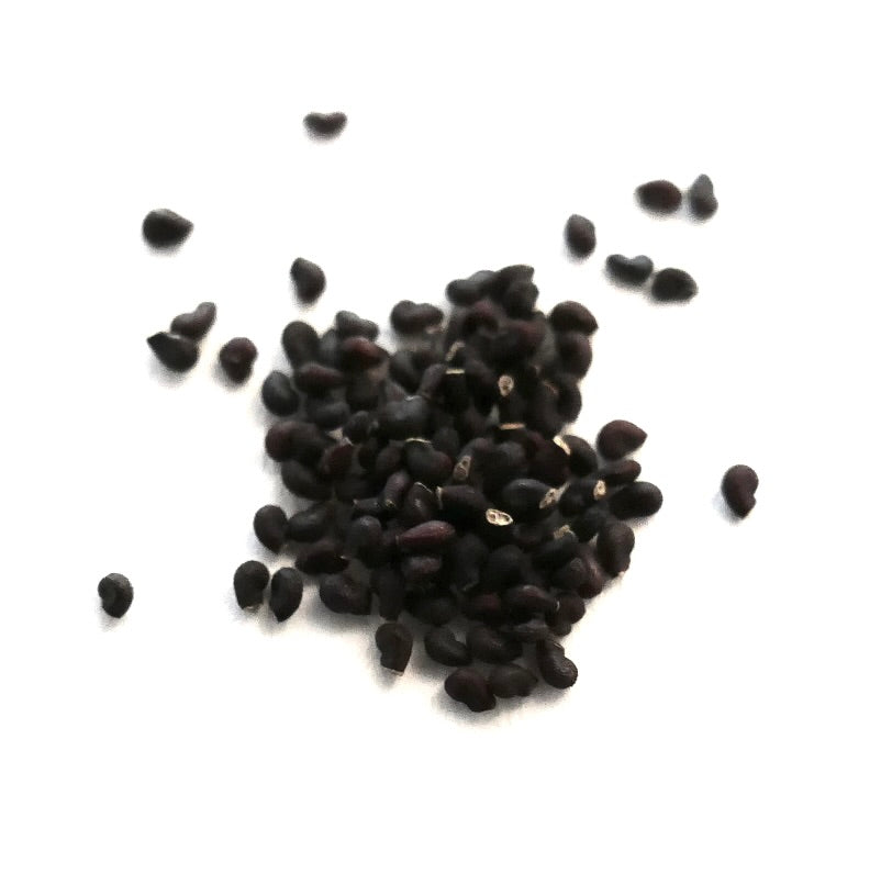 เมล็ดออสโตรเซฟาโลเซเรอุส ไดโบว์สกี