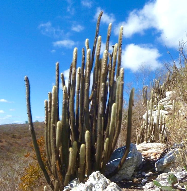 Austrocephalocereus dybowskii tall columnar cactus with spiny green stems in rocky habitat