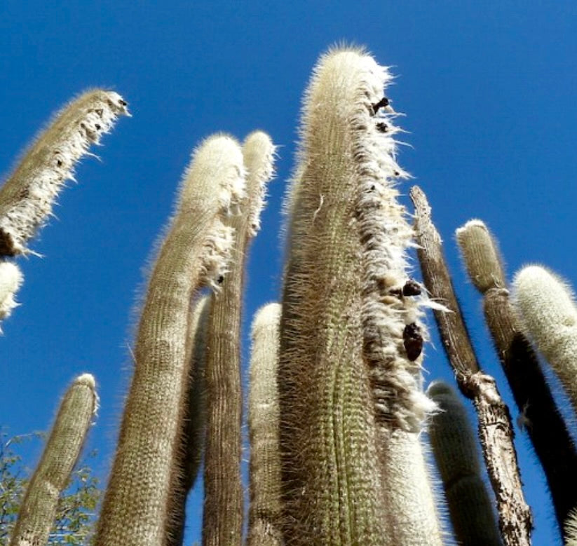 Austrocephalocereus dybowskii tall columnar cactus with dense white woolly spines against blue sky