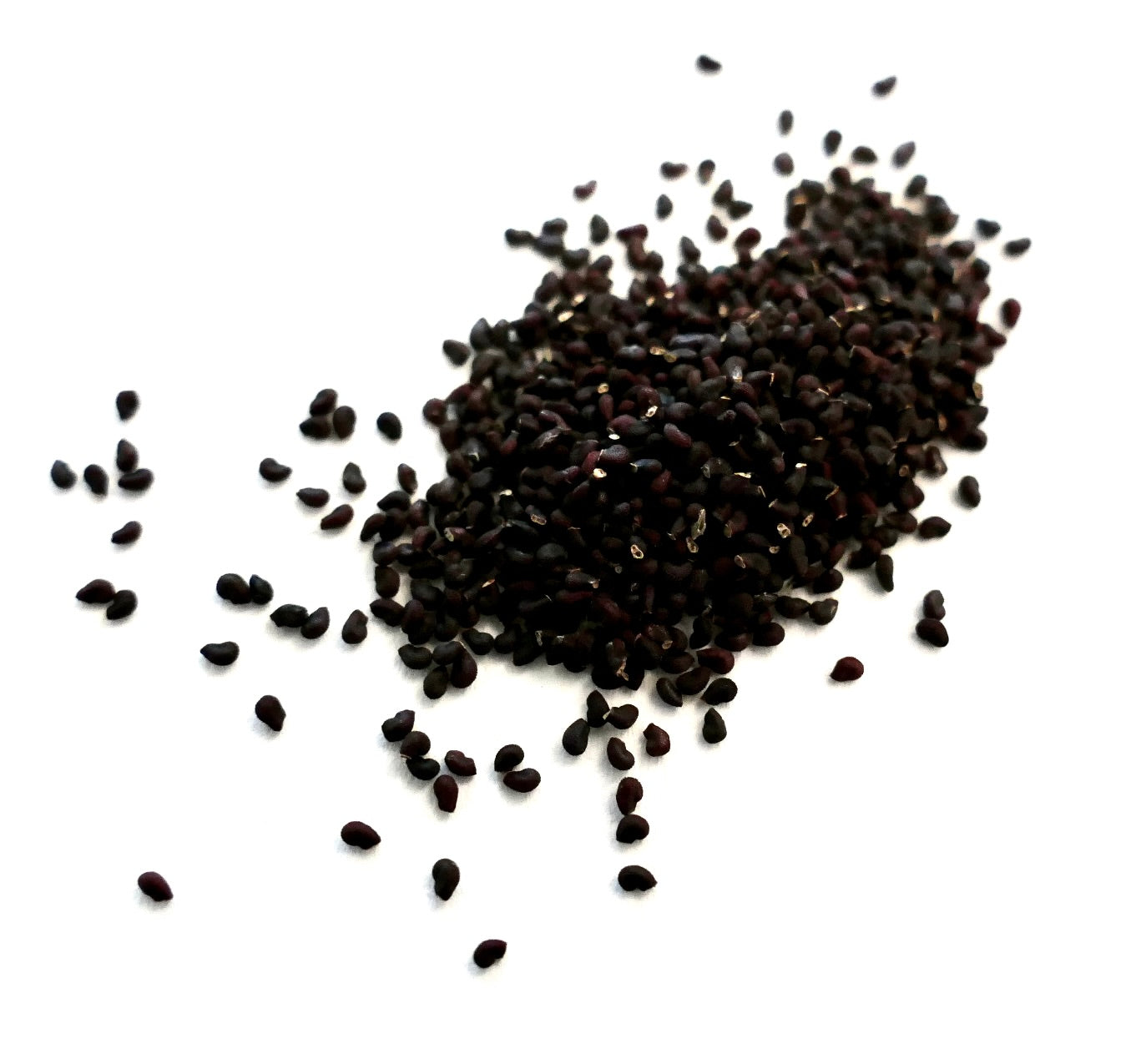 เมล็ดออสโตรเซฟาโลเซเรอุส ไดโบว์สกี