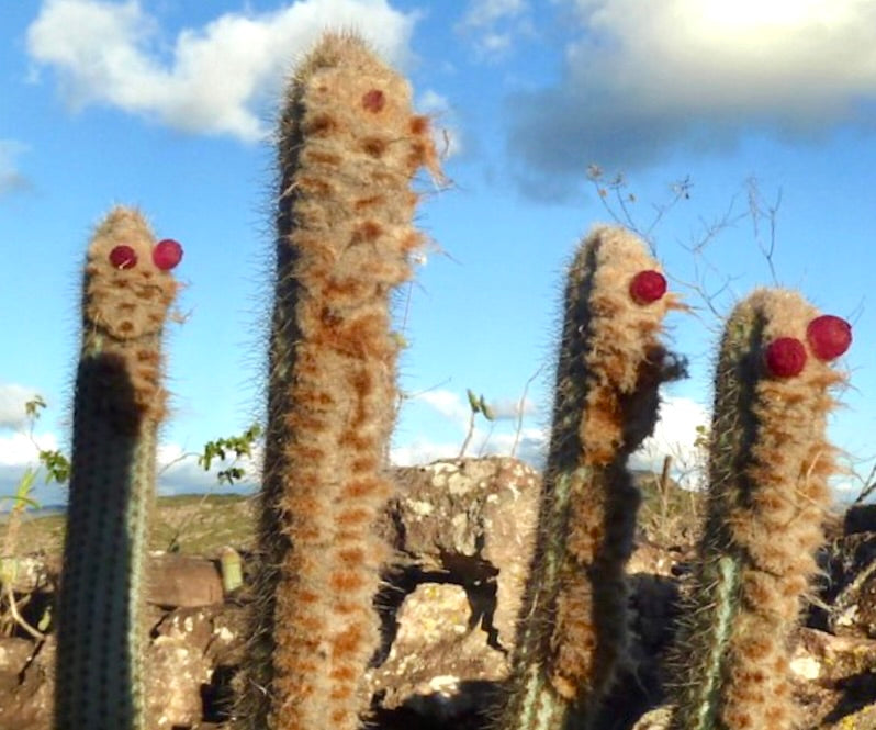 Austrocephalocereus purpureus hoher Kaktus mit weichen Stacheln und roter Frucht an der Spitze