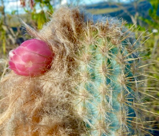 صبار أوستروسيفالوكيريوس بوربوريوس مع صوف كثيف وبرعم ثمرة وردي عن قرب