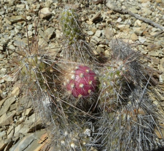 Austrocylindropuntia humahuacana cactus con spine dense e un vivace frutto rosa su terreno roccioso