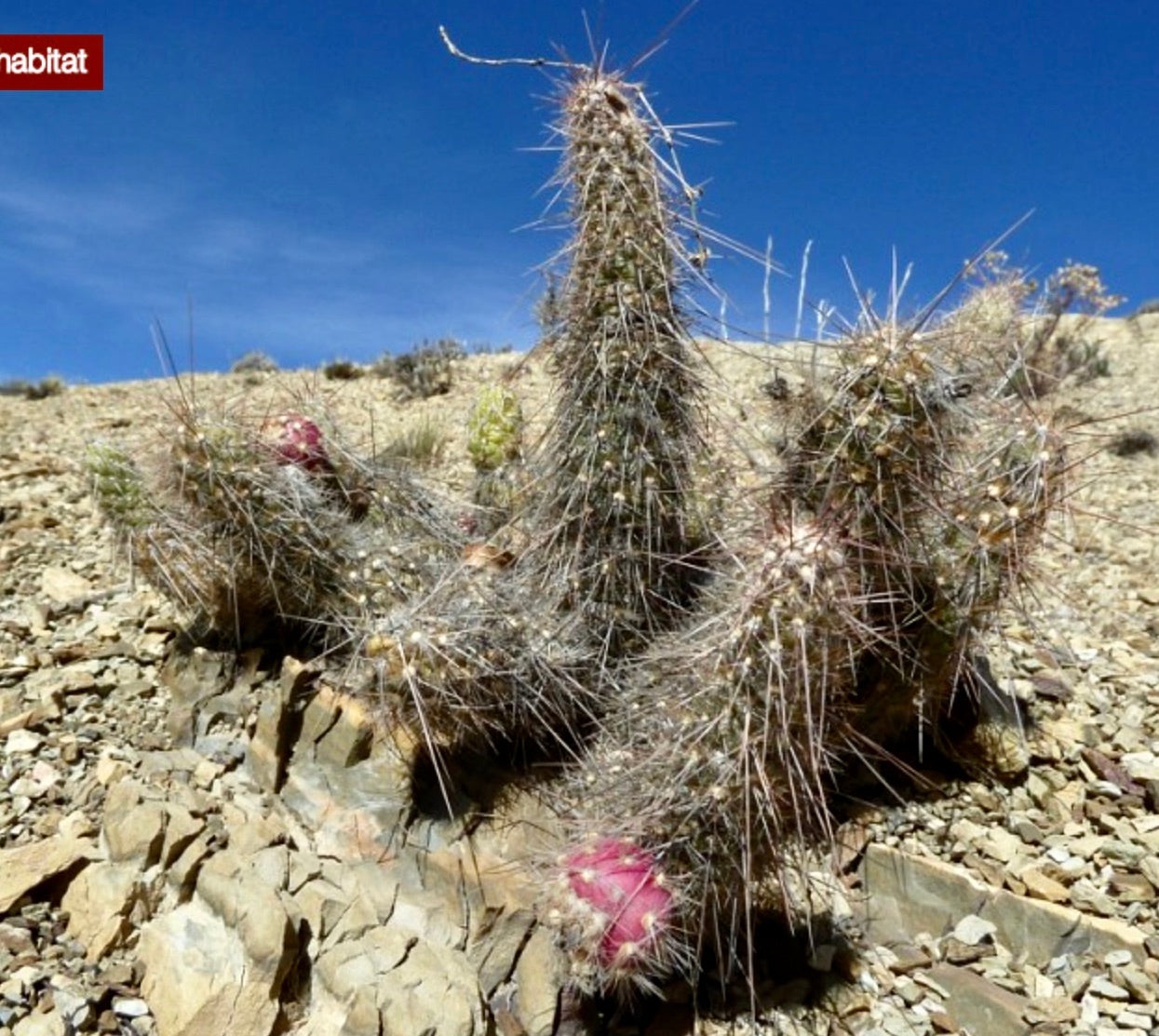 Austrocylindropuntia humahuacana spiny succulent cactus with pink fruit in rocky desert environment