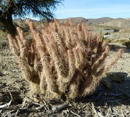 Austrocylindropuntia weingartiana succulenta densa e spinosa con fusti rossastri in paesaggio arido