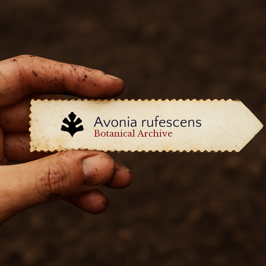 Etiqueta impresa para planta Avonia rufescens sostenida por una mano sucia sobre fondo de tierra