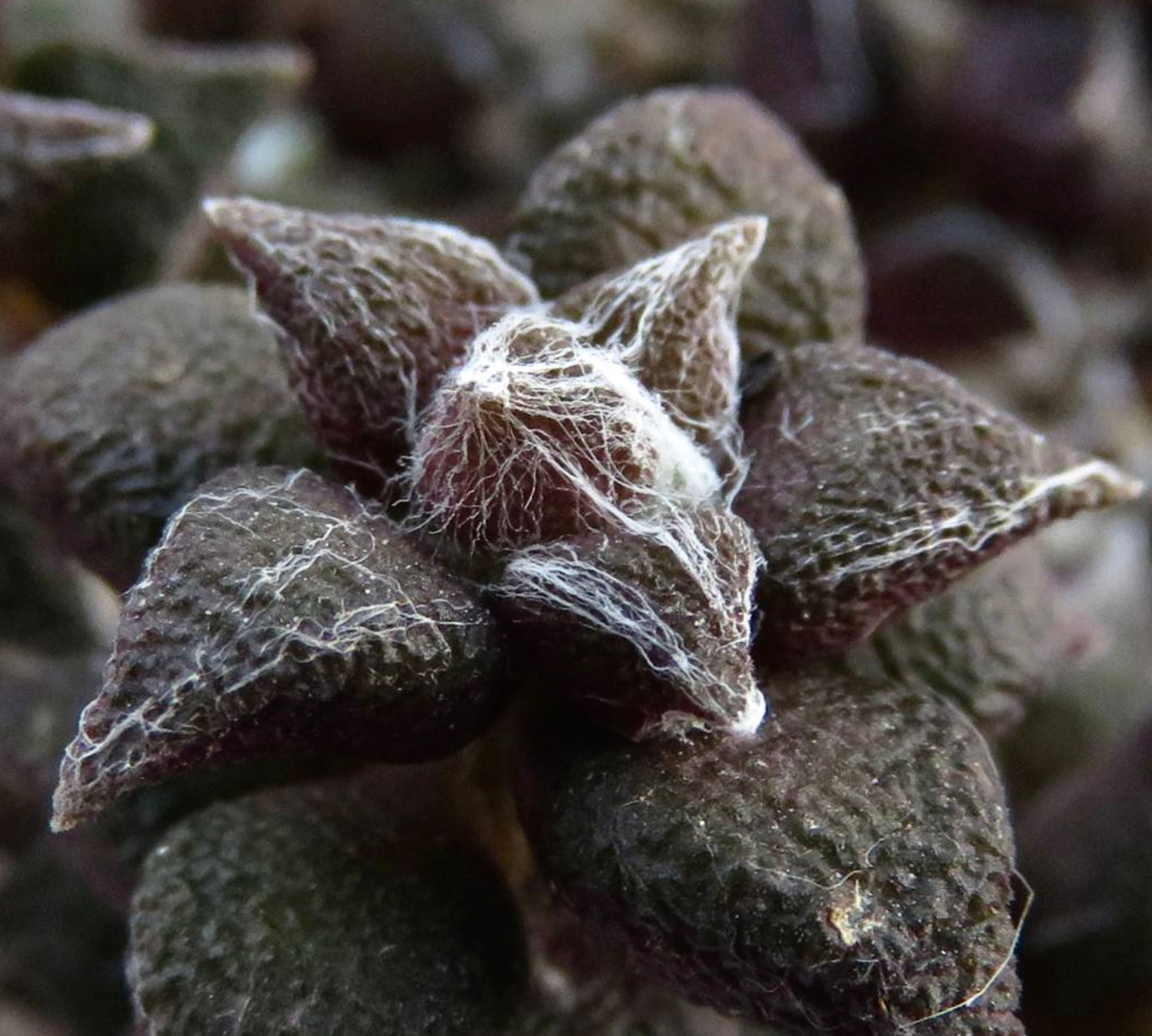 Avonia arachnoides vetplant met donkere, gestructureerde bladeren bedekt met fijne witte webachtige vezels