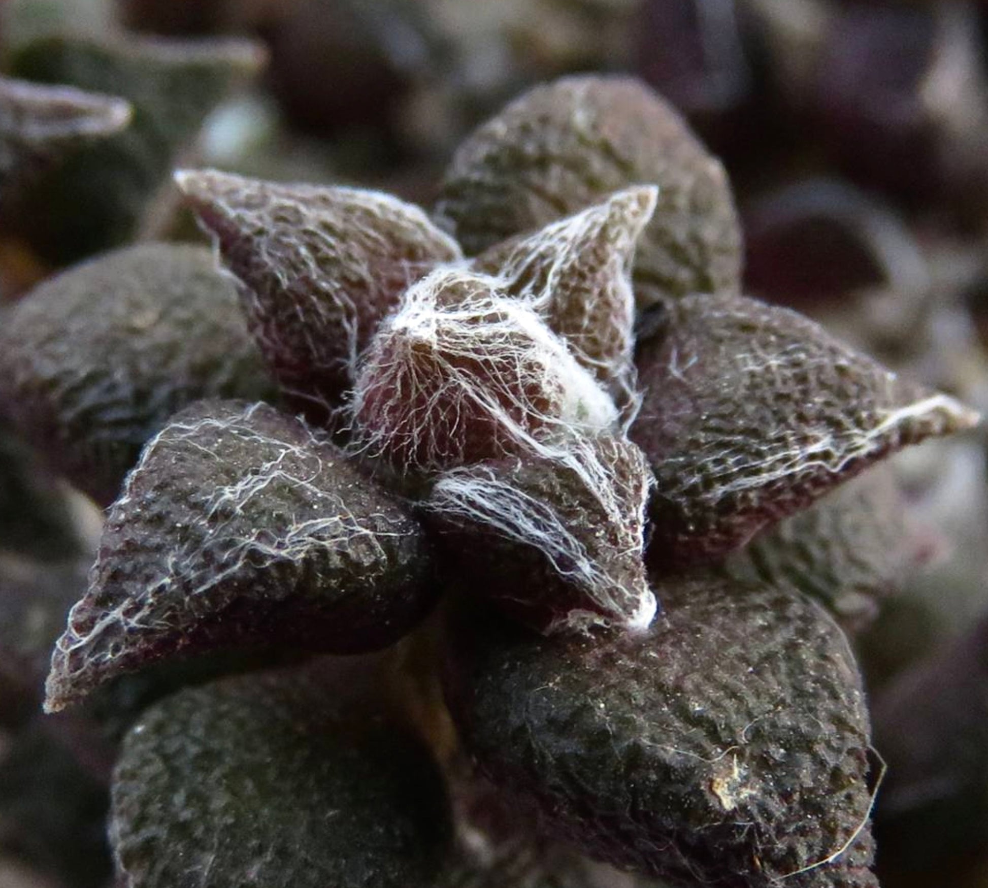 Avonia arachnoides vetplant met donkere, gestructureerde bladeren bedekt met fijne witte webachtige vezels