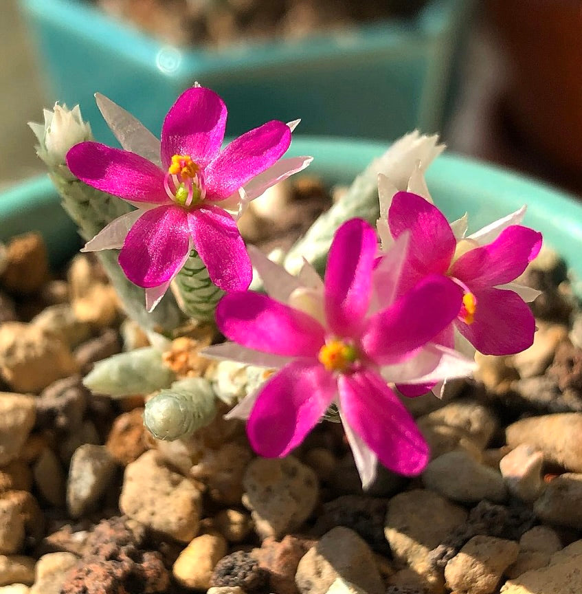 Avonia dinteri vetplant met felroze stervormige bloemen en gestructureerde stengels