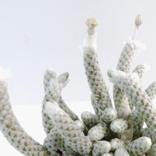 Avonia papyracea succulent with white papery textured stems and small flower buds
