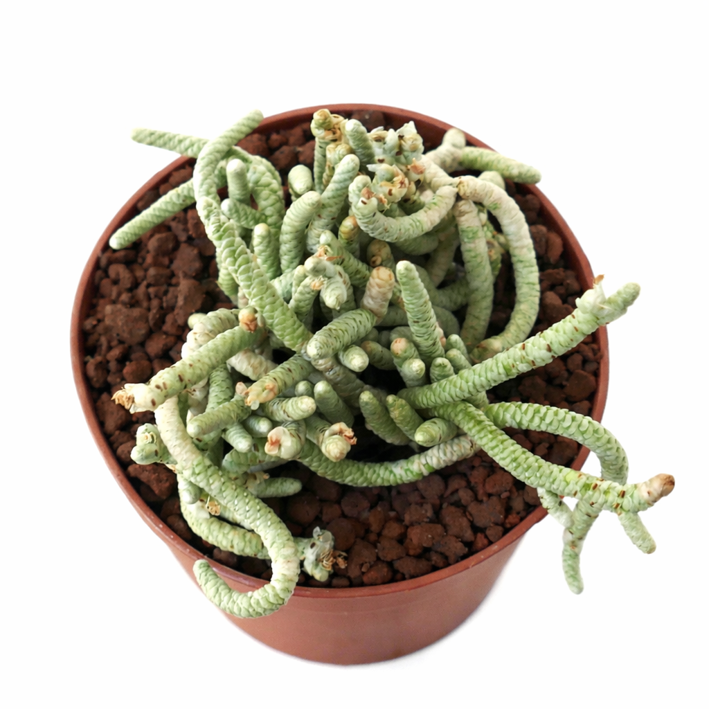 ツイスト状で節のある緑色の茎を持つアヴォニア・リカーバタ多肉植物、テラコッタポット入り