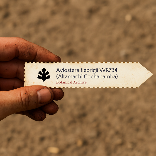 アイロステラ・フィエブリギイ WR734（アルタマチ コチャバンバ）種子